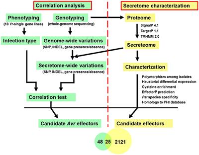 Secretome Characterization and Correlation Analysis Reveal Putative Pathogenicity Mechanisms and Identify Candidate <mark class="highlighted">Avirulence</mark> Genes in the Wheat Stripe Rust Fungus Puccinia striiformis f. sp. tritici